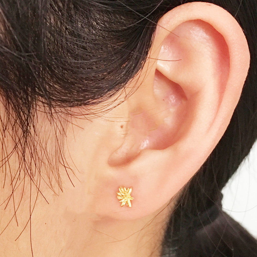 Chrysanthemum Studs